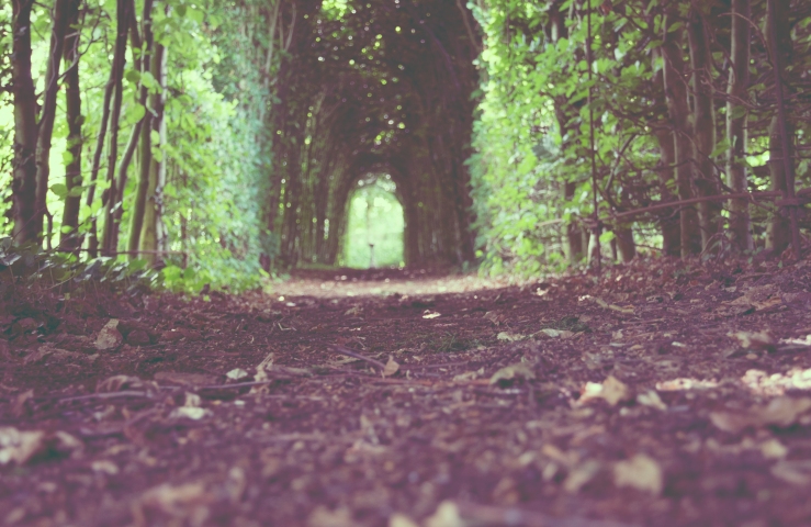 nature-forest-trees-path